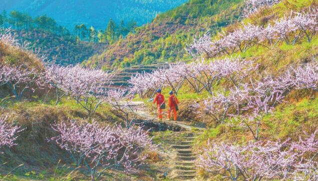 百畝桃園花盛開(kāi) 特巡線(xiàn)路送服務(wù)