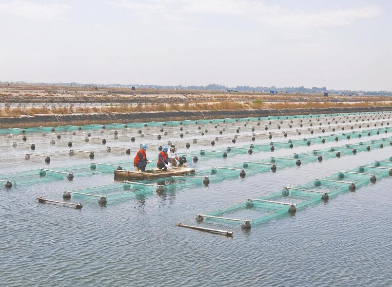 興城市供電公司:可靠電助力 海參增產(chǎn)銷路