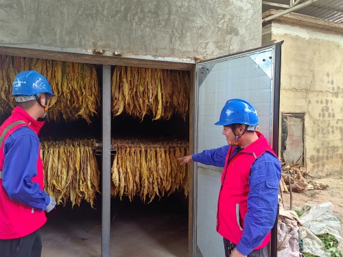 國網(wǎng)會理市供電公司:金葉飄香“趕烤”忙 優(yōu)質(zhì)服務(wù)助增收